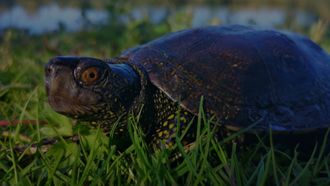 Plongée dans le monde des Cistudes d’Europe - BIRON