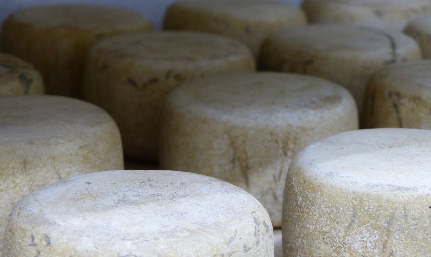 Les biquettes de Bellevue - CUQUERON