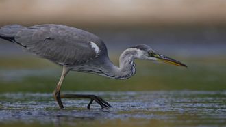 Hérons et Compagnies - BIRON