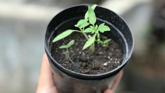 Fête le printemps - ORTHEZ