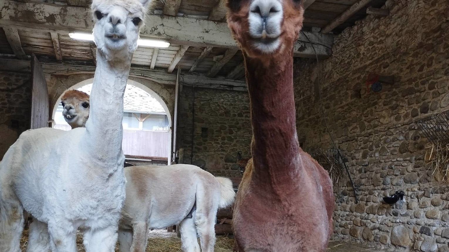 Ferme Pakucha - LUCQ-DE-BEARN