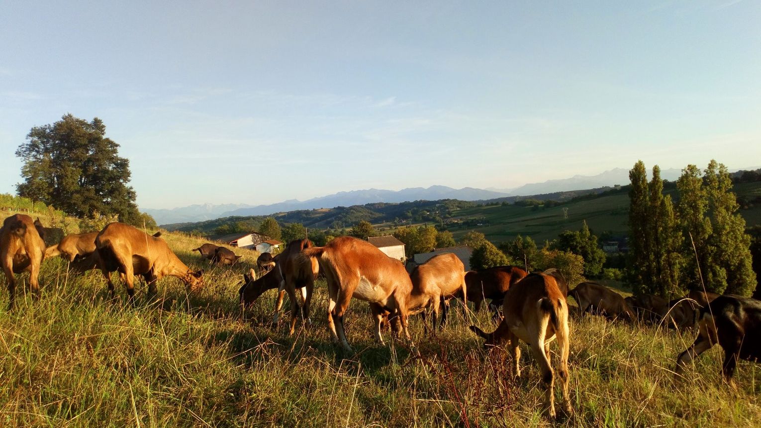 Les biquettes de Bellevue - CUQUERON