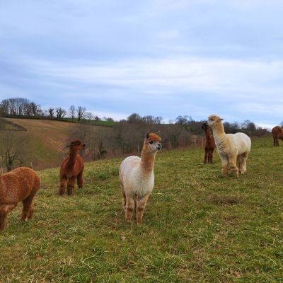 Ferme Pakucha - LUCQ-DE-BEARN