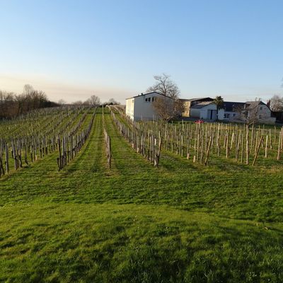 Domaine Montaut - MONEIN