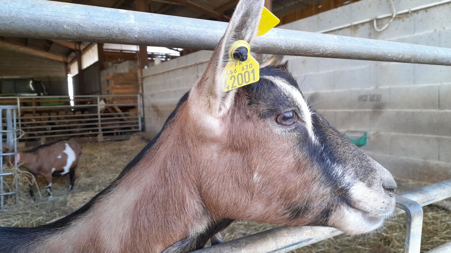 Les biquettes de Bellevue - CUQUERON