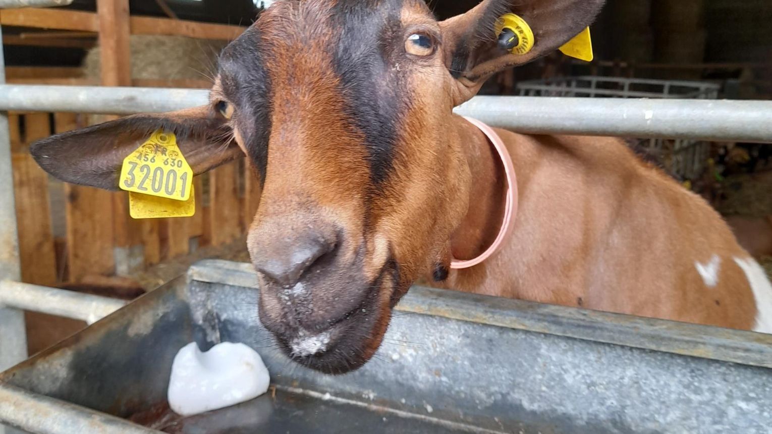 Les biquettes de Bellevue - CUQUERON