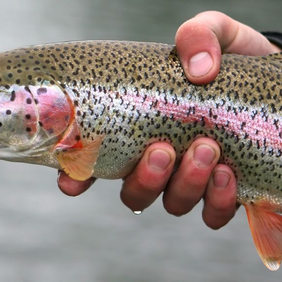 Lâcher de truites - ARTHEZ-DE-BEARN