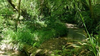Sortie nature : Le long de la Geüle à Cescau - CESCAU