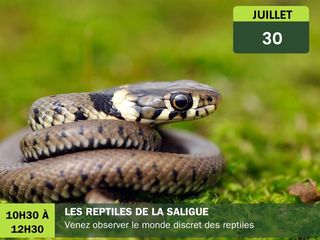 Les reptiles de la Saligue - BIRON