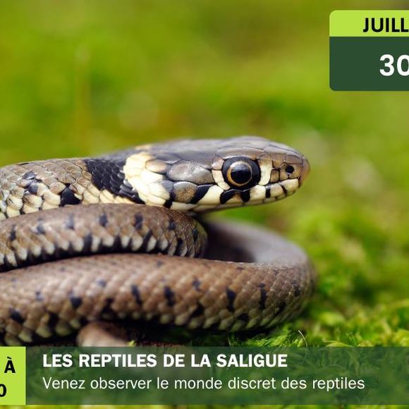 Les reptiles de la Saligue - BIRON