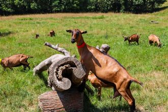 Rendez-vous à la ferme : Les biquettes du Clos Bellevue - CUQUERON