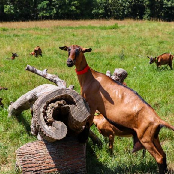 Rendez-vous à la ferme : Les biquettes du Clos Bellevue - CUQUERON