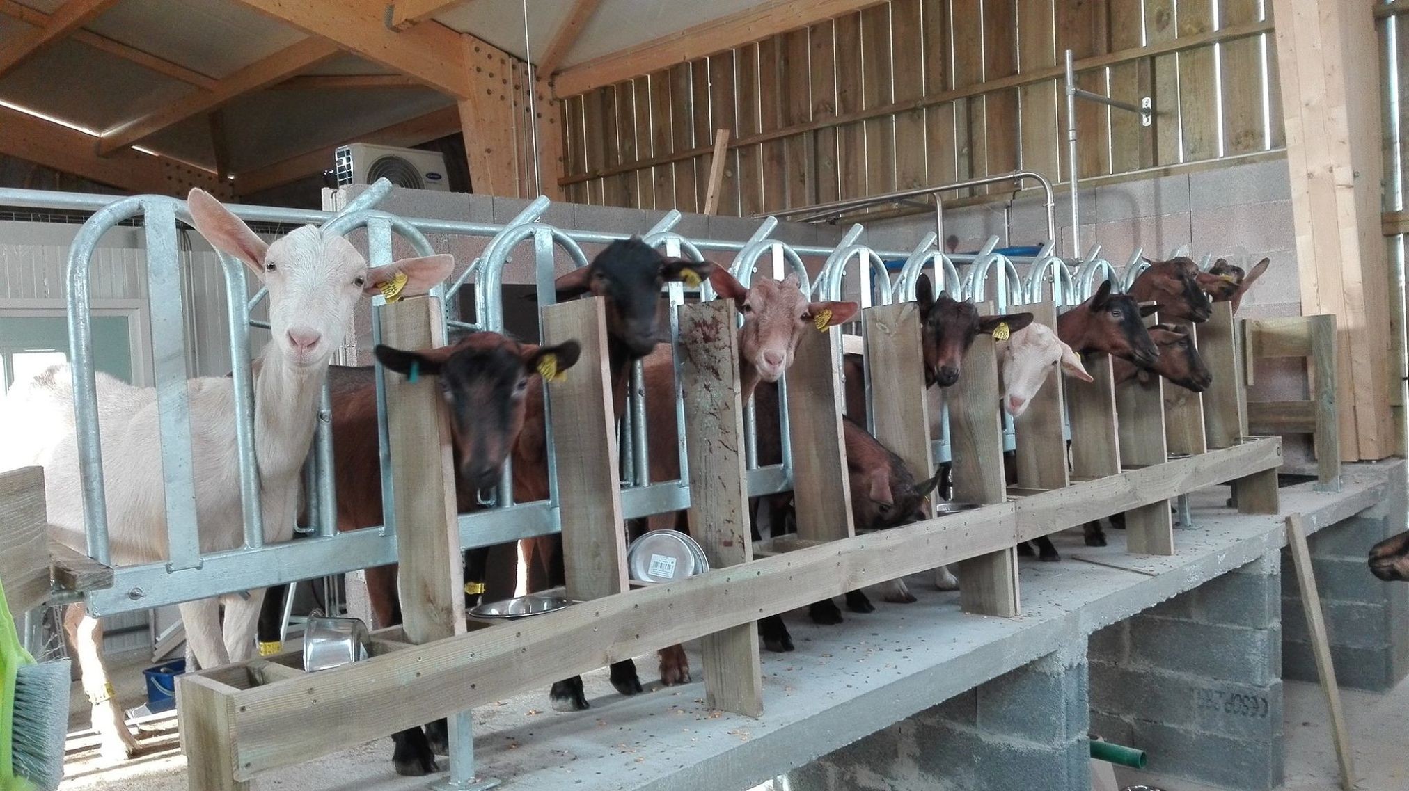 Rendez-vous à la ferme : Les chèvres de Brassenx - CASTETIS