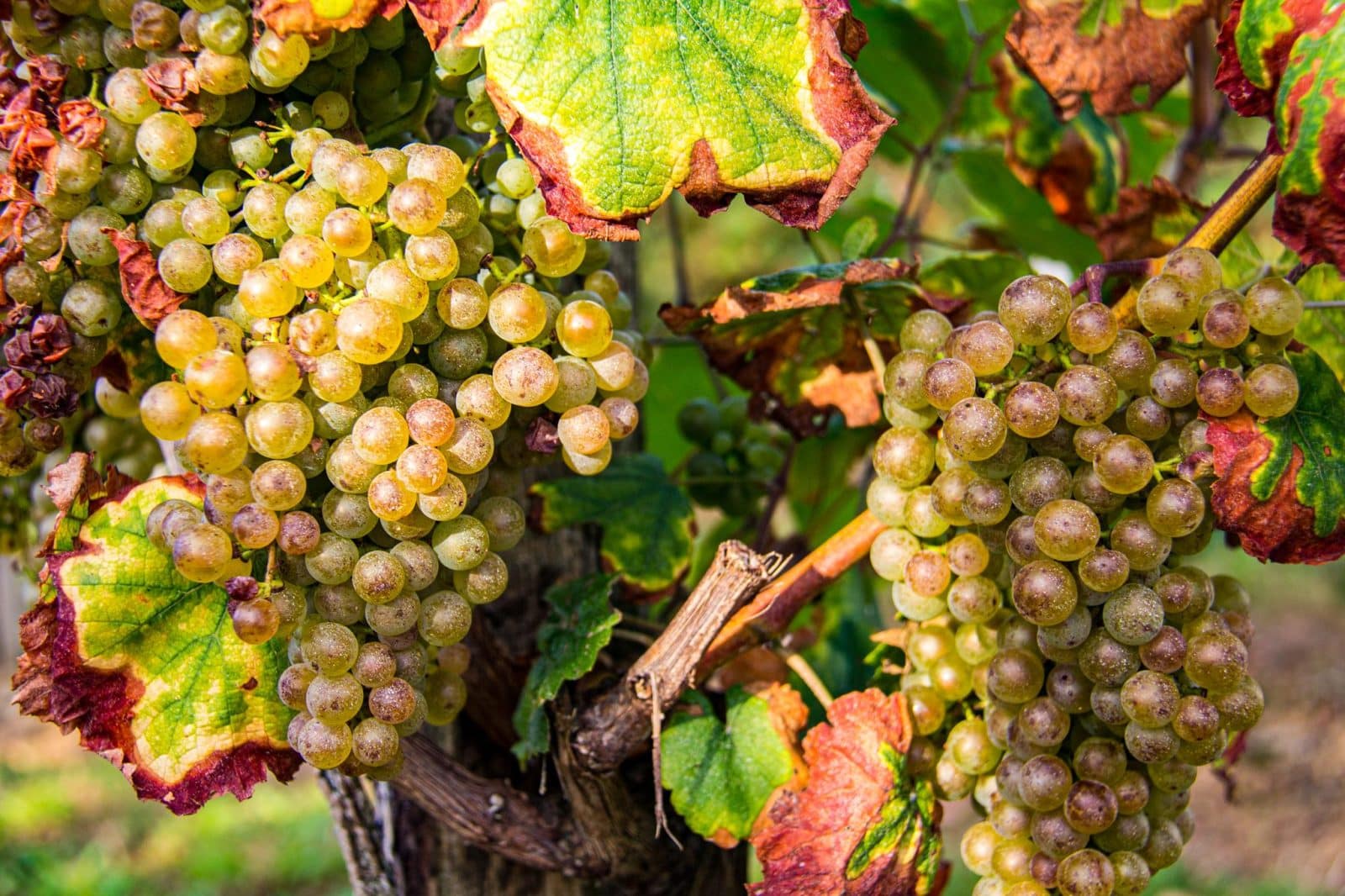 Les cépages du Jurançon