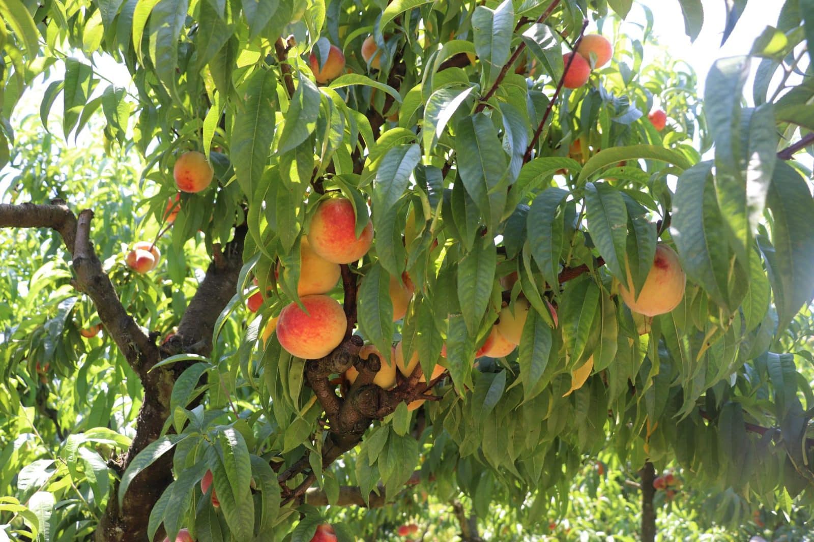 pêche roussanne monein