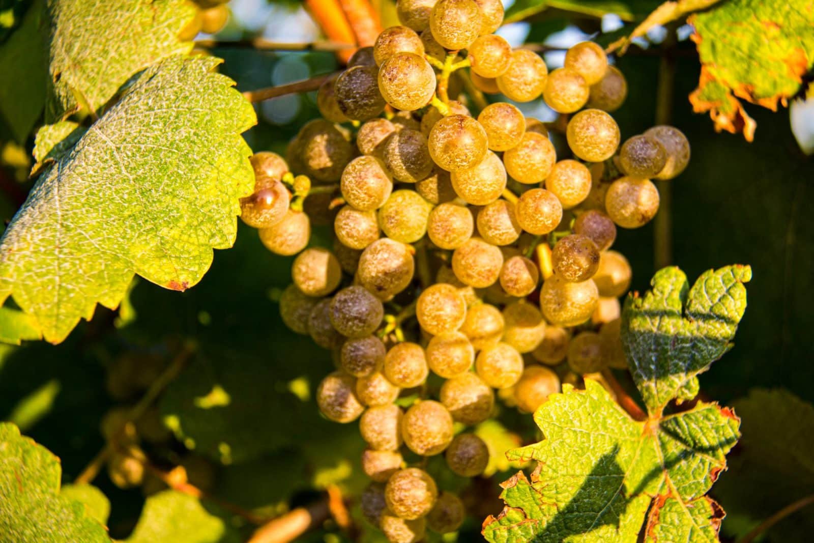 Vignoble du Jurançon