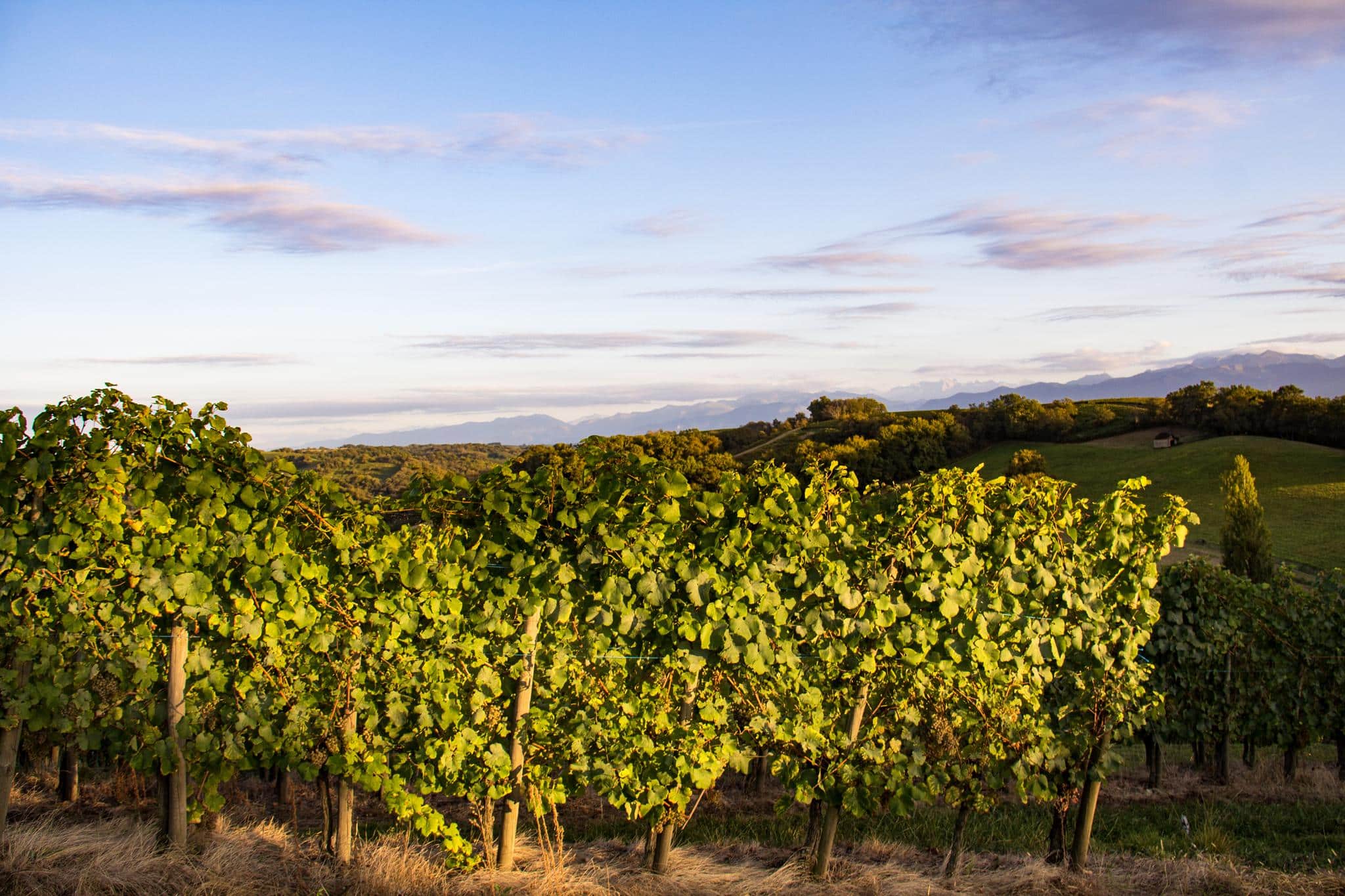 Vins du Jurançon et du Béarn