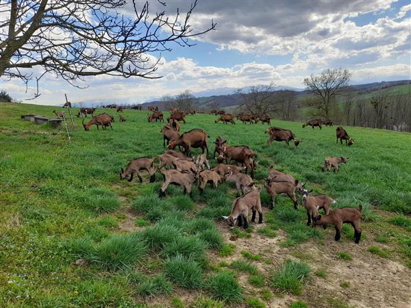 Biquettes de Bellevue (1)