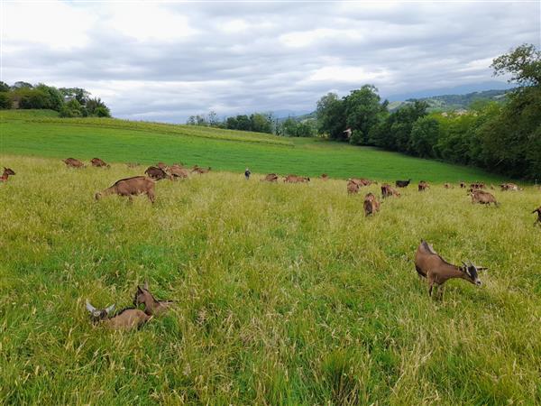 Biquettes de Bellevue (2)