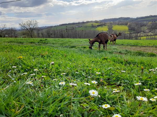 Biquettes de Bellevue (6)