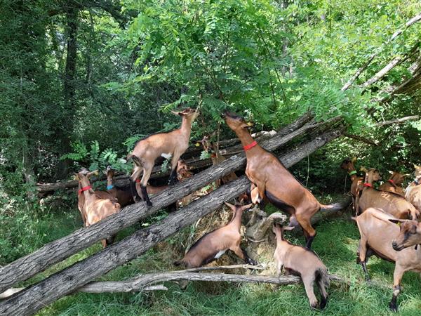 Les biquettes de Bellevue