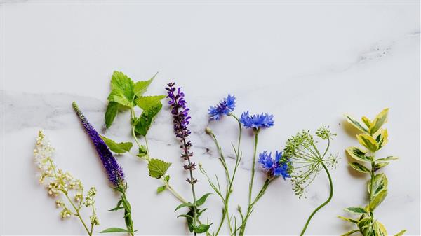 Sortie CPIE : Plantes sauvages comestibles