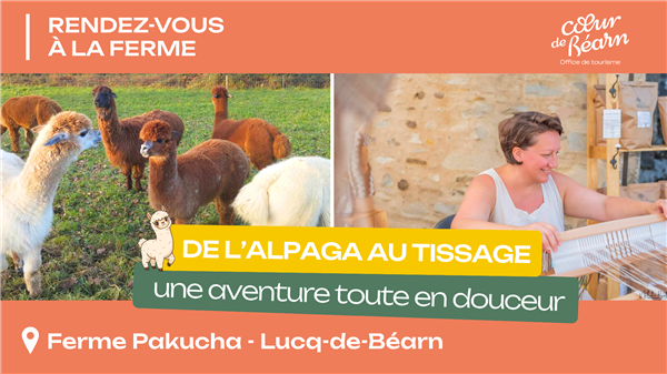 Rendez-vous à la ferme : De l'alpaga au tissage