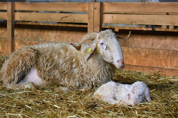 La Bergerie d'Emilie