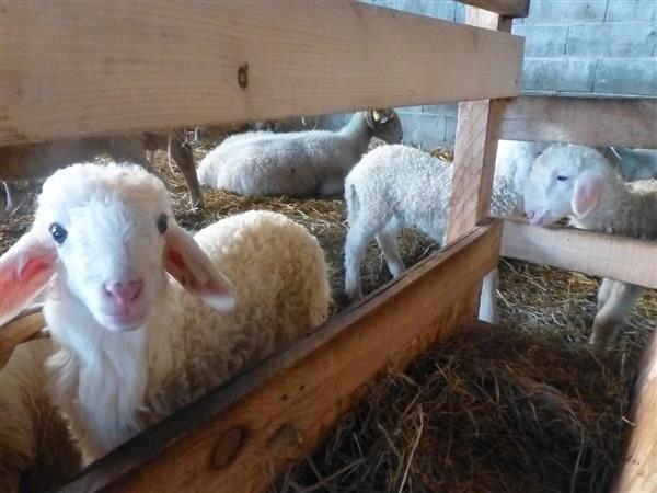 La Bergerie d'Emilie (2)