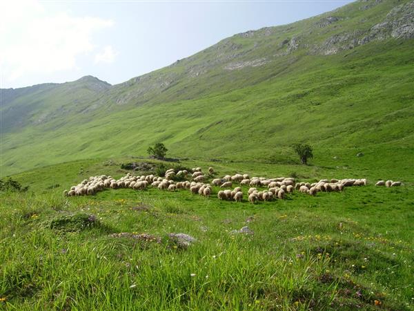 La Bergerie d'Emilie (3)