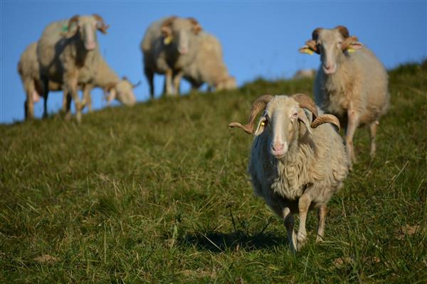 La Bergerie d'Emilie (4)