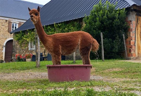 Ferme Pakucha - Alpaga