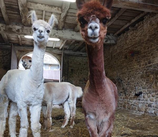 Ferme Pakucha - Alpagas