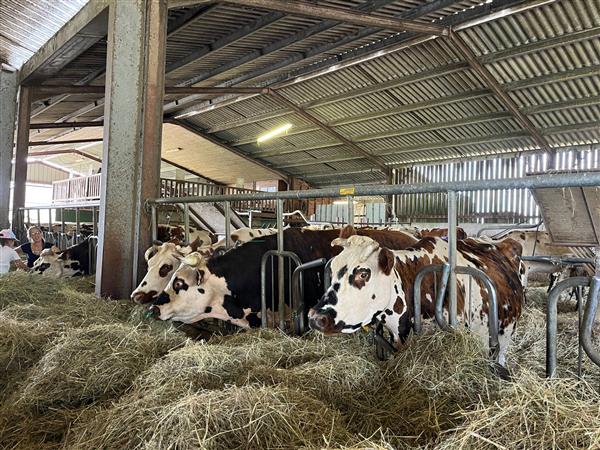 Lait P'tits béarnais - vaches