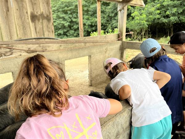 Lait P'tits béarnais