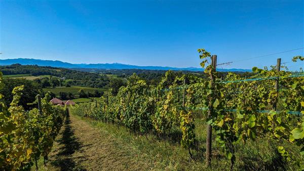 Le Dome - vignes