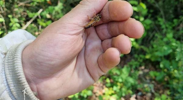 Le Rucher des Yolettes - abeille