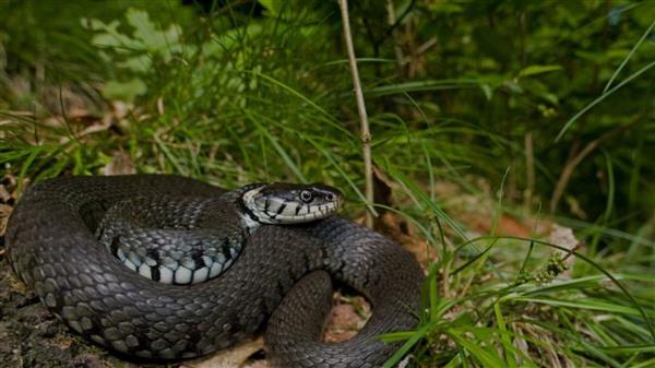 Les reptiles de la Saligue