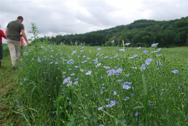 Lin des Pyrénées - Fleurs de lin