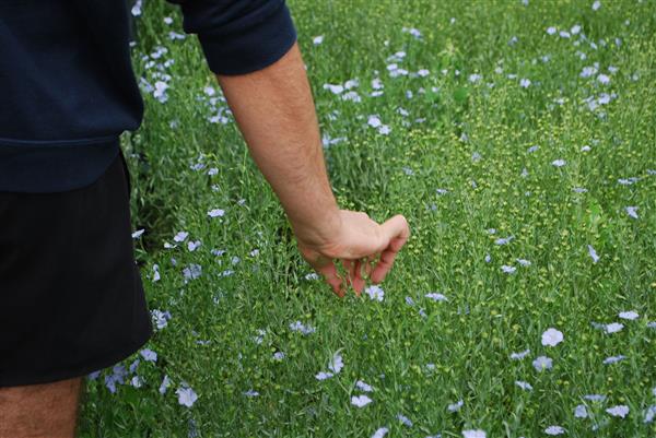 Lin des Pyrénées - Fleurs de lin1