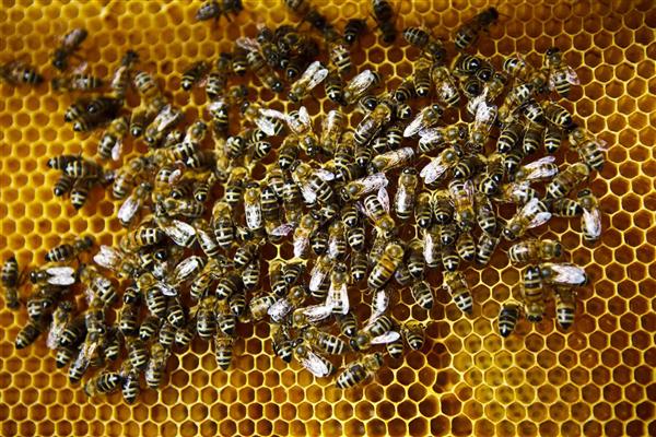 Miellerie-drougard-loubieng--3-