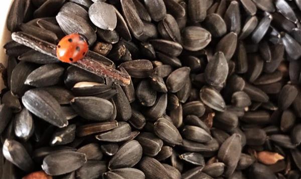 Moulin Compayrot Graines