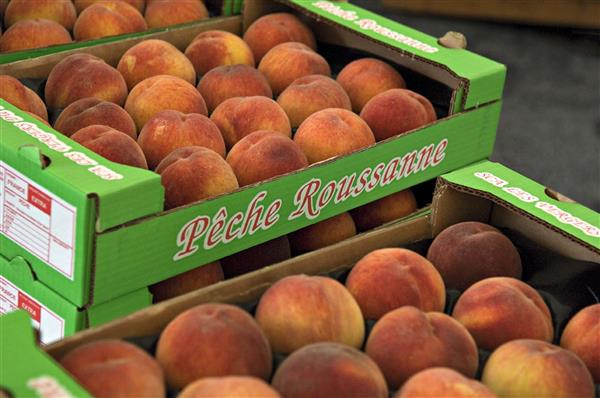 Peche roussanne cooperative vergers pays monein (4)