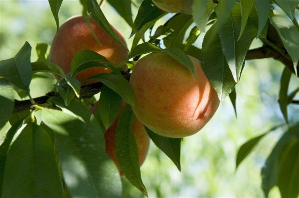 Peche roussanne cooperative vergers pays monein (6)