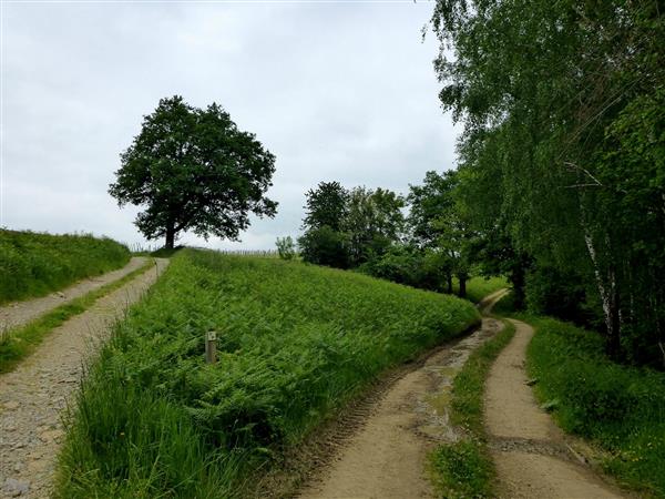 Sentier du bois du laring monein (4)