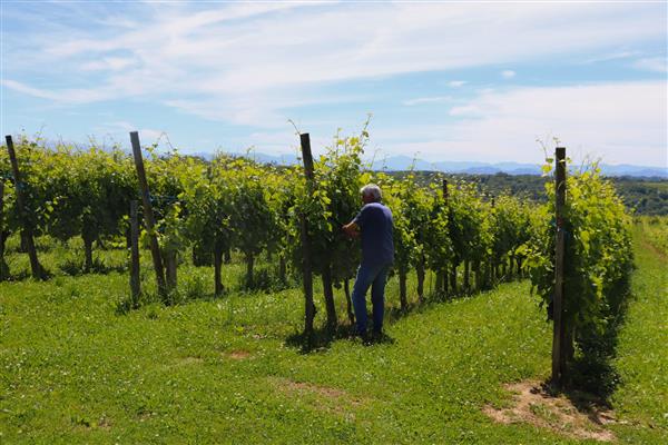Domaine malarrode monein vin jurancon rangs vignes