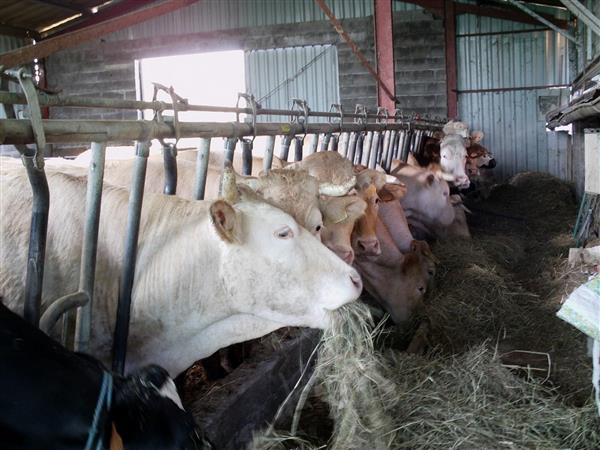 Les P'tits cuisinés de Castillon