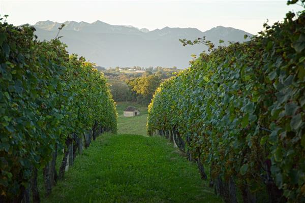 rando vignoble de cuqueron vigne