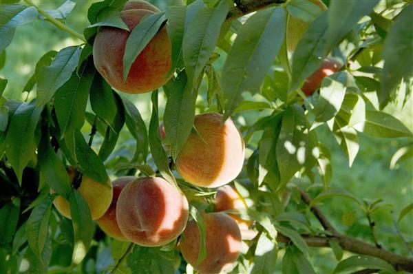 rando vignoble de cuqueron pêches
